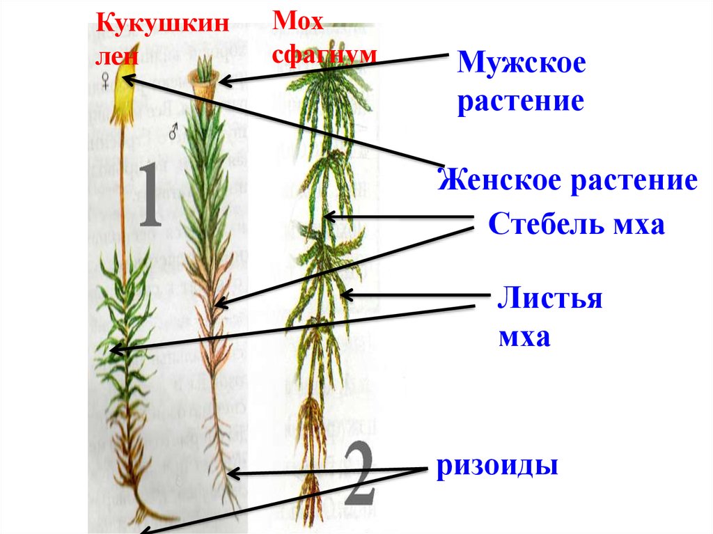 Стебель мхов. Кукушкин лен мужское растение. Кукушкин лен мужское и женское растение. Мужское растение мха Кукушкин лен. Мох Кукушкин лён женский экземпляр.