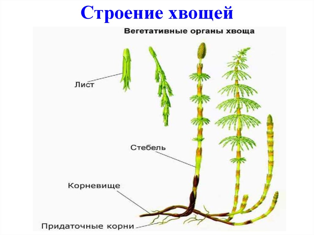 Хвощ полевой строение рисунок