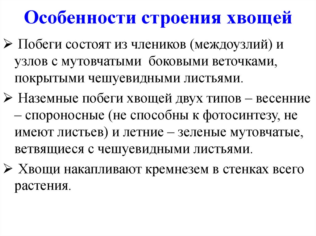 Характеристика хвощей. Особенности строения хвощей. Особенности строения хвощевидных. Особенности внешнего строения хвощей. Хвощи характеристика строения.