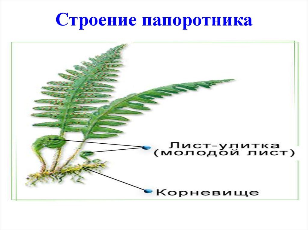 Строение папоротника 7 класс биология лабораторная работа