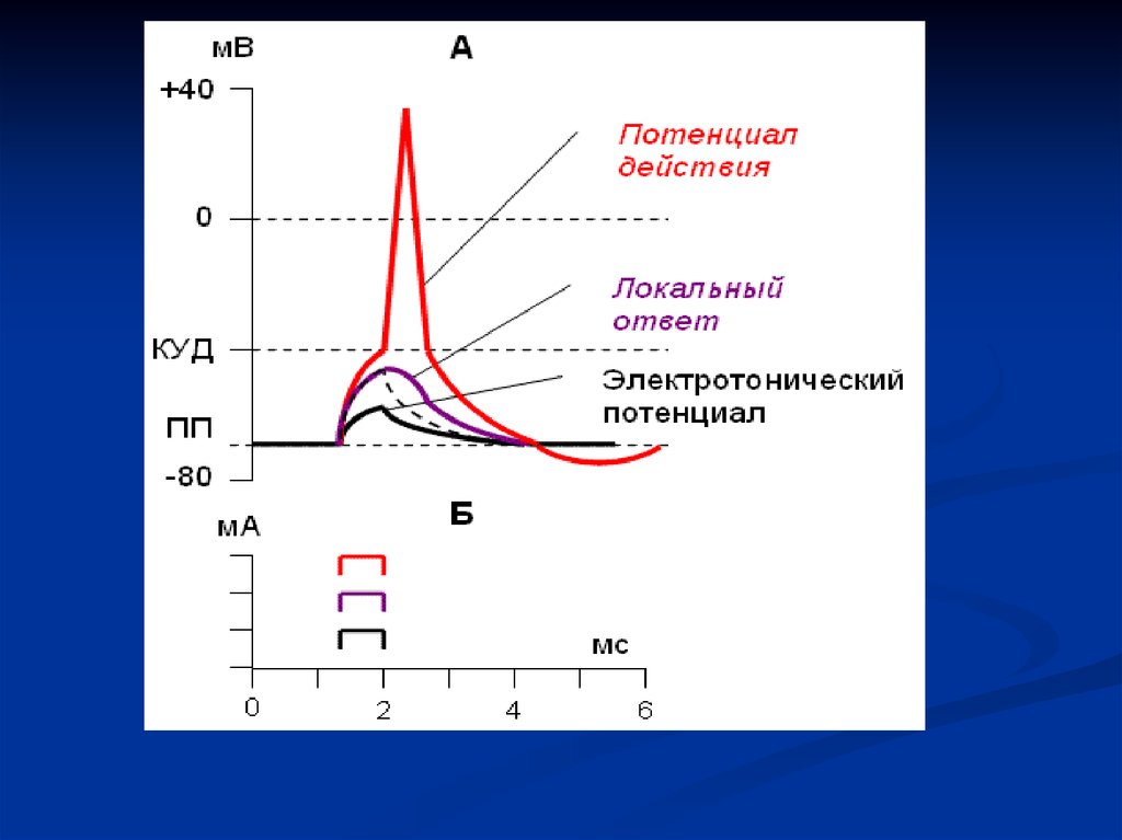 Потенциал действия это ответ. Электротонический потенциал физиология. Локальный потенциал. Локальный потенциал и потенциал действия. Локальный потенциал физиология.