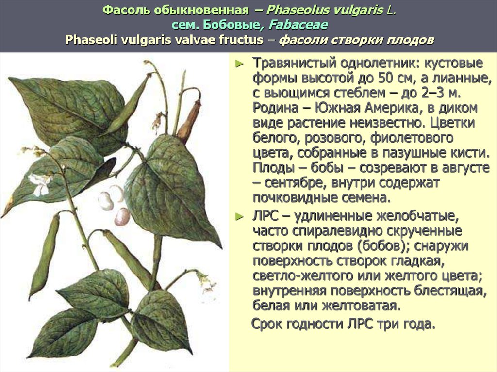 Получение обыкновенный. Фасоль обыкновенная Phaseolus vulgaris l.. Фасоль обыкновенная Phaséolus vulgáris l.. Фасоль обыкновенная описание. Цвет фасоли обыкновенной.