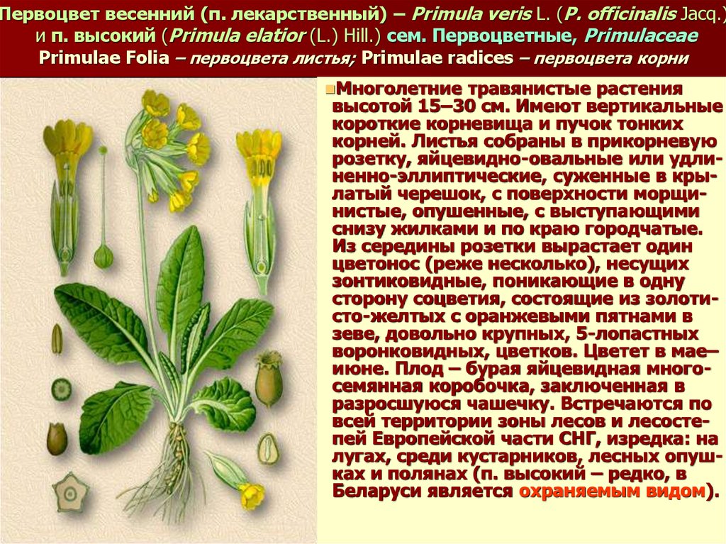 Первоцвет лечебные свойства. Примула мутовчатая. Первоцвет весенний лекарственный примула. Растение первоцвет весенний лекарственный (примула). Первоцвет весенний (Primula veris).