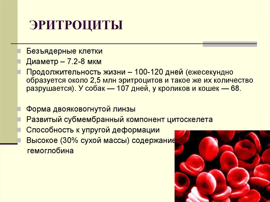 Где формируются клетки крови. Диаметр эритроцитов 7.2 мкм. Диаметр клетки мкм эритроцитов человека. Эритроциты диаметром 9 мкм. Размеры эритроциты мкм расшифровка.