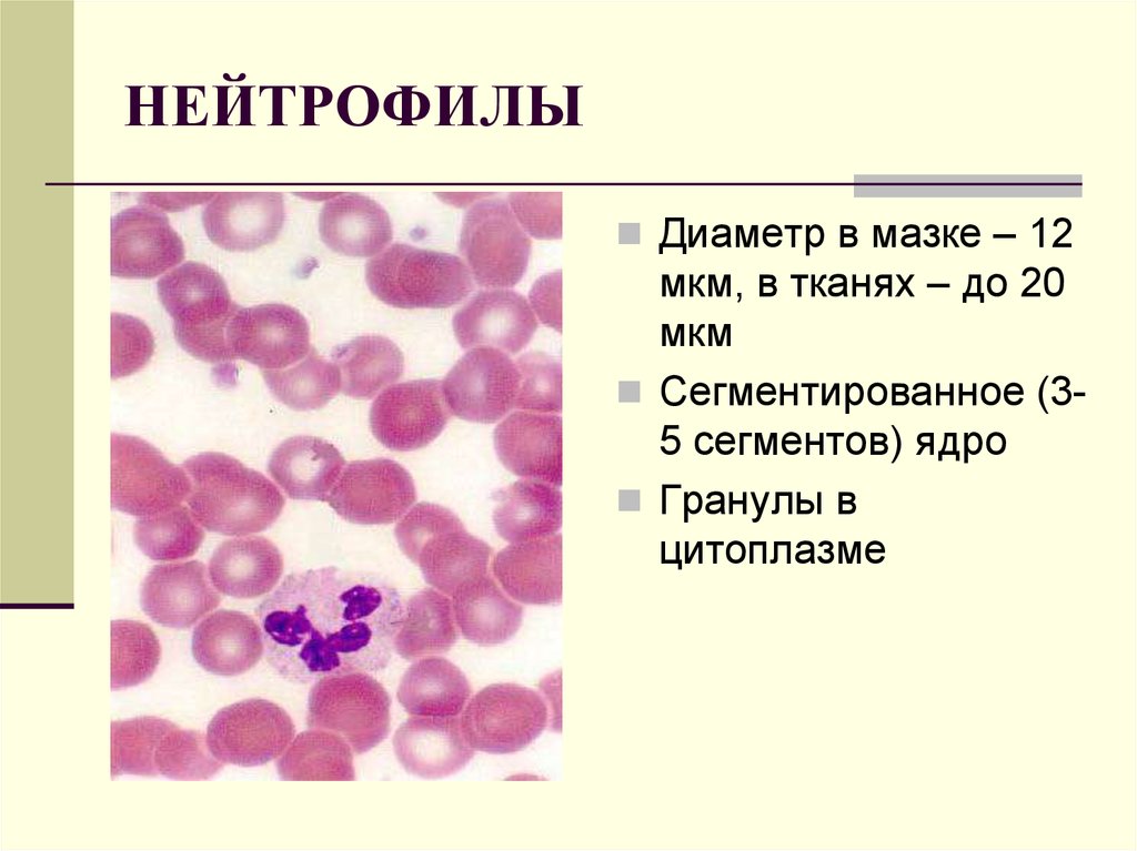 Нейтрофилы это. Нейтрофилы. Нейтрофилы в мазке. Диаметр нейтрофилов.