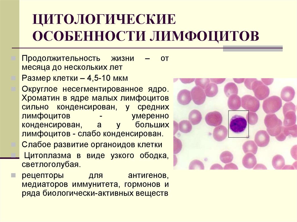Характеристика в лимфоцитов. Опишите цитологические особенности лимфоцитов.. Свойства цитоплазмы лимфоцитов. Лимфоциты характеристика. Лимфоциты особенности строения.