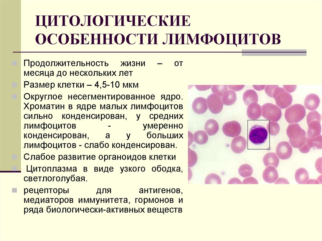 Лимфоциты структура