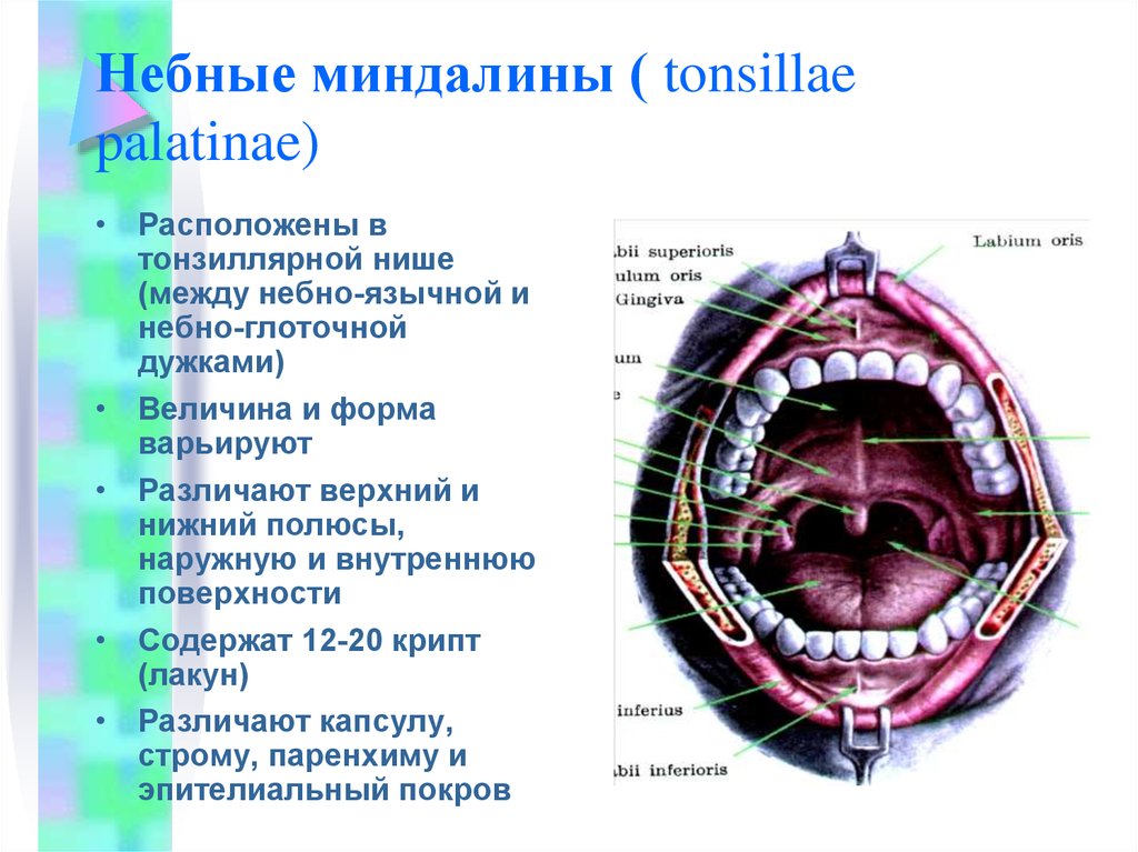 Небные дужки. Лимфоидная ткань на миндалине. Лимфоидная ткань на мягком небе. Лимфоидной ткани миндалин глотки.. Небные миндалины анатомия.