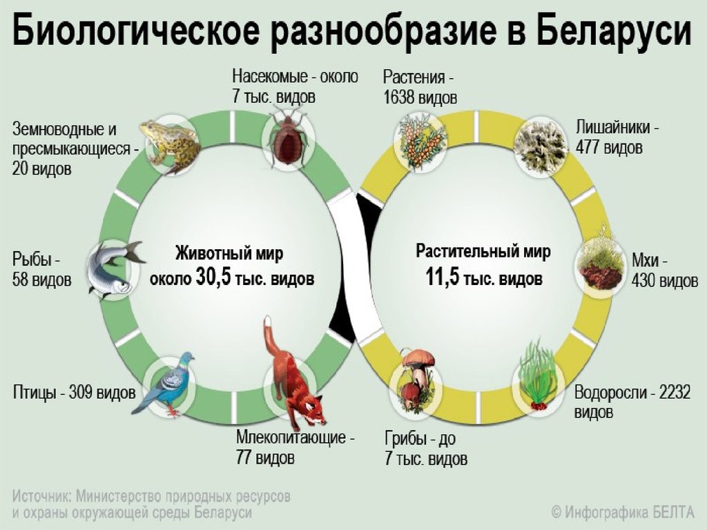 Проблемы беларуси. Ресурсы Беларуси. Природные ресурсы Беларуси. Природные условия и ресурсы Белоруссии. Природные богатства Белоруссии.