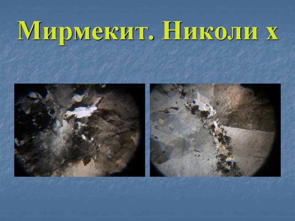 Мирмекит. Николи х