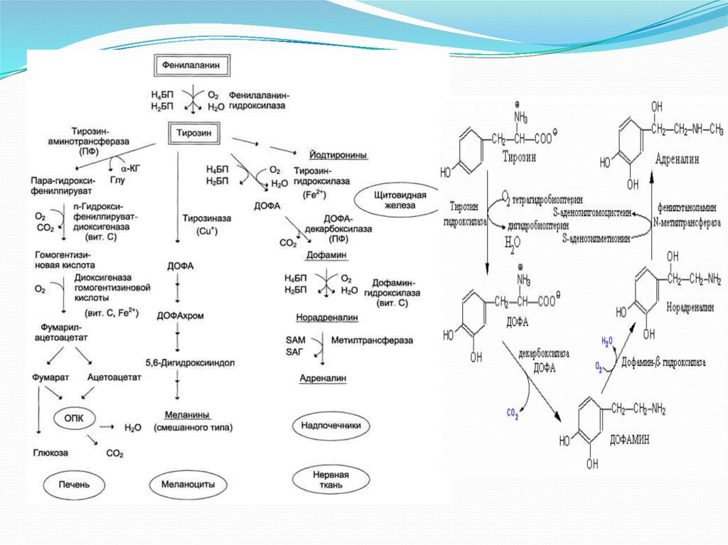 Общие пути метаболизма аминокислот. Пути превращения фенилаланина и тирозина. Обмен фенилаланина и тирозина биохимия схема. Превращение фенилаланина в тирозин. Схема метаболизма тирозина.