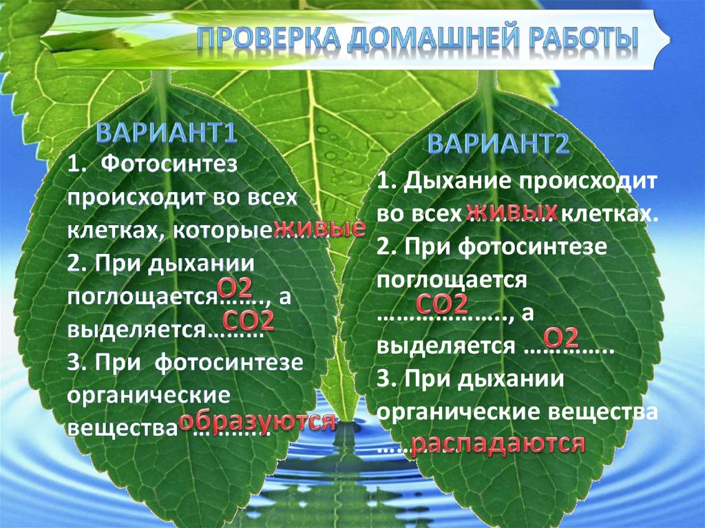 Фотосинтез дыхание 1. Фотосинтез происходит во всех клетках. Происходит во всех клетках растения. Дыхание происходит во всех живых клетках растений. Во всех ли клетках растений происходит фотосинтез.