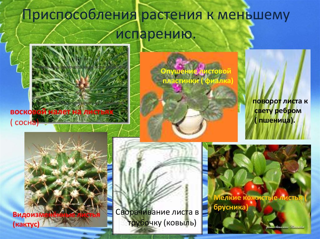 Кактус экологическая группа особенности. Адаптация растений к свету. Приспособление растений к свету. Приспособления к свету у растений и животных. Приспособление растений к уменьшению испарения.