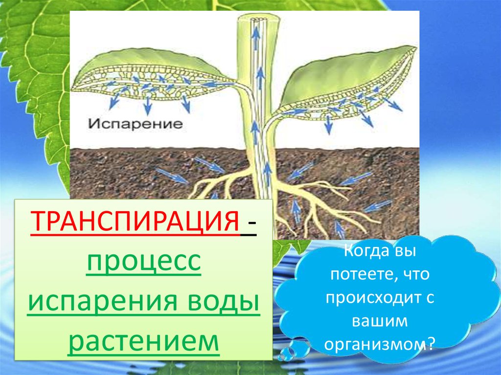 Испарение воды растениями 6 класс кратко