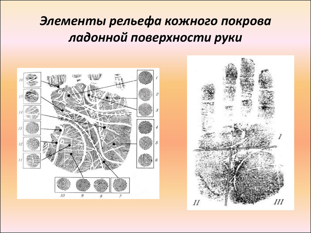 Поверхности руки