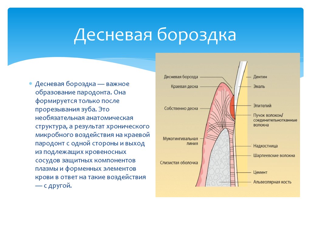 Строение десны человека фото с описанием