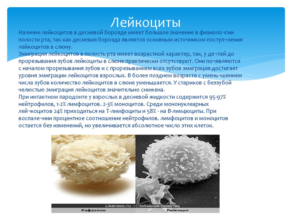 Имеет большое значение. Лейкоциты в полости рта. Лейкоциты в слюне. Лейкоциты в десневой жидкости. Лейкоциты в ротовой полости.