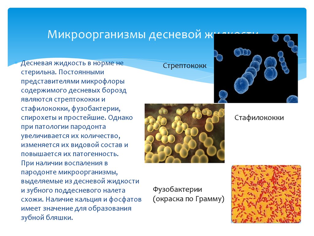 Стерильные микроорганизмы. Бактерии десневой жидкости. Норма количества десневой жидкости. Цитологическое исследование десневой жидкости. Десневая борозда микрофлора.