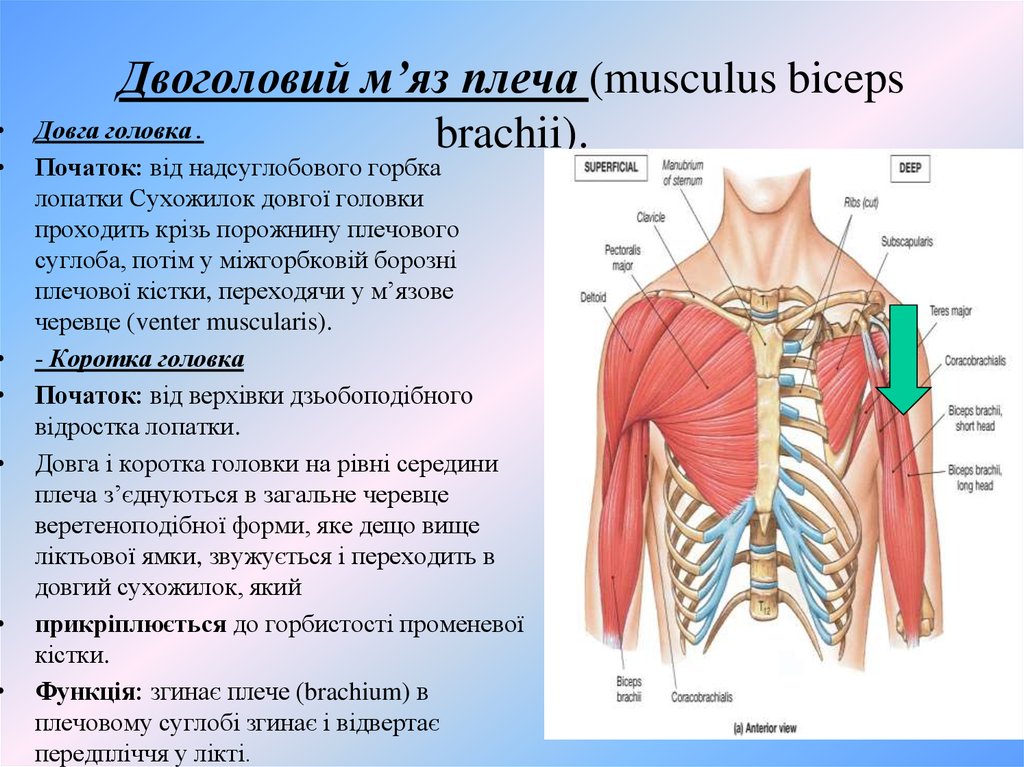 Двоголовий м’яз плеча (musculus biceps brachii).