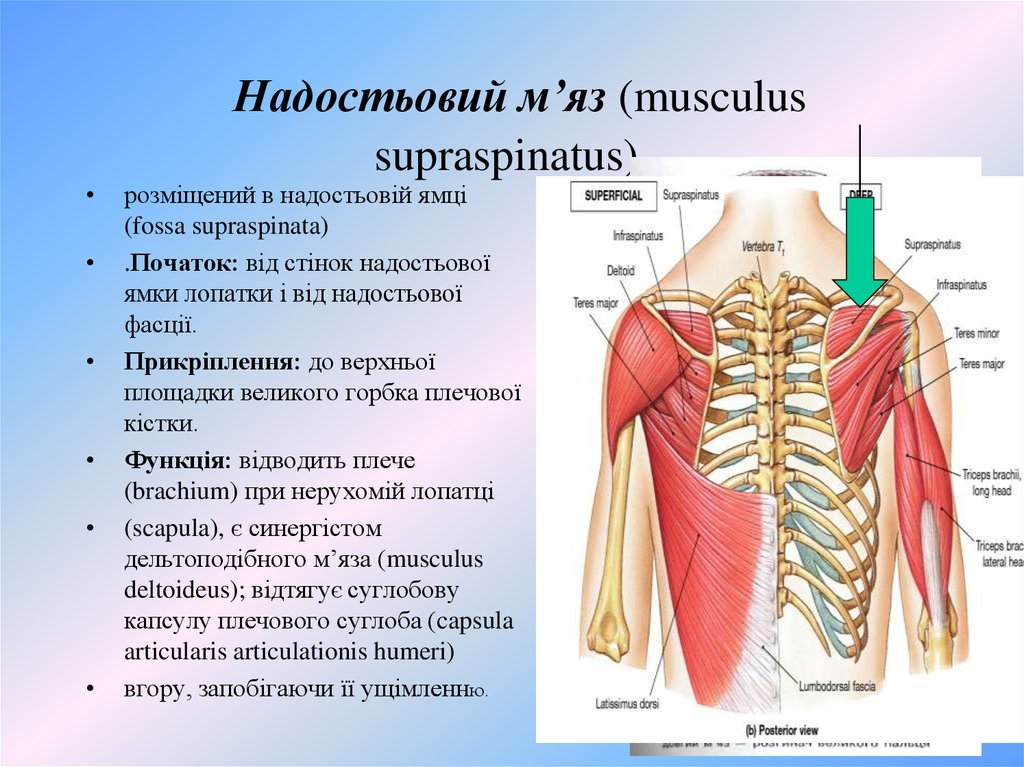  Надостьовий м’яз (musculus supraspinatus).