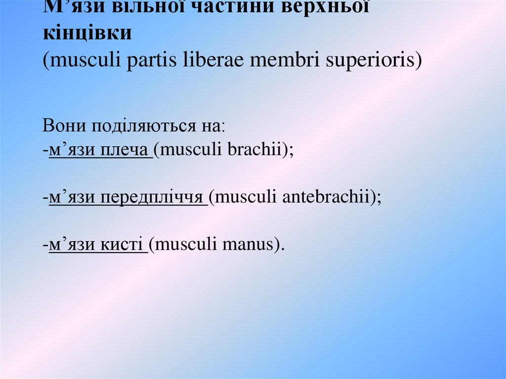 М’язи вільної частини верхньої кінцівки (musculi partis liberae membri superioris) Вони поділяються на: -м’язи плеча (musculi brachii); -м’язи передпліччя (musculi antebrac