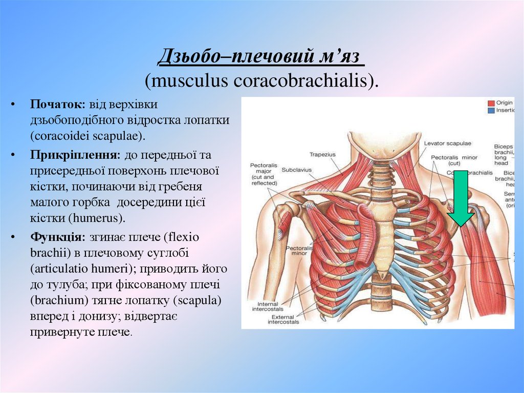 Дзьобо–плечовий м’яз  (musculus coracobrachialis).