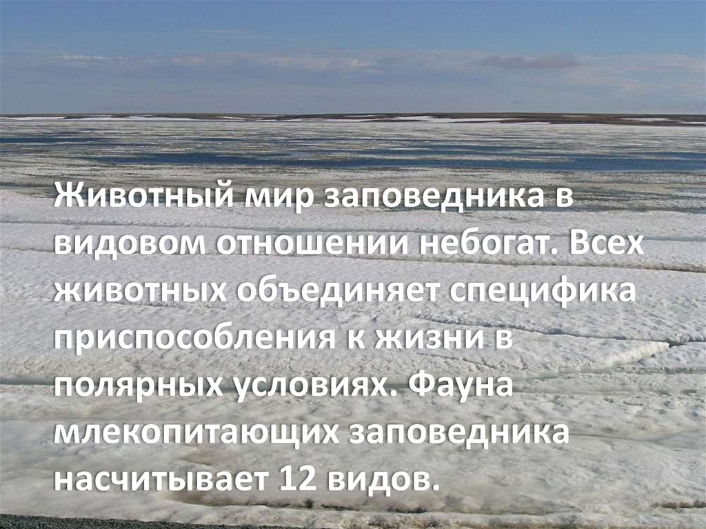 Географическое положение арктического заповедника. Большой Арктический заповедник презентация. Большой Арктический заповедник на карте. Большой Арктический заповедник доклад. Вывод презентации заповедники черной земли.