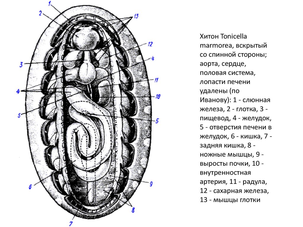 Polyplacophora схема внутренней организации