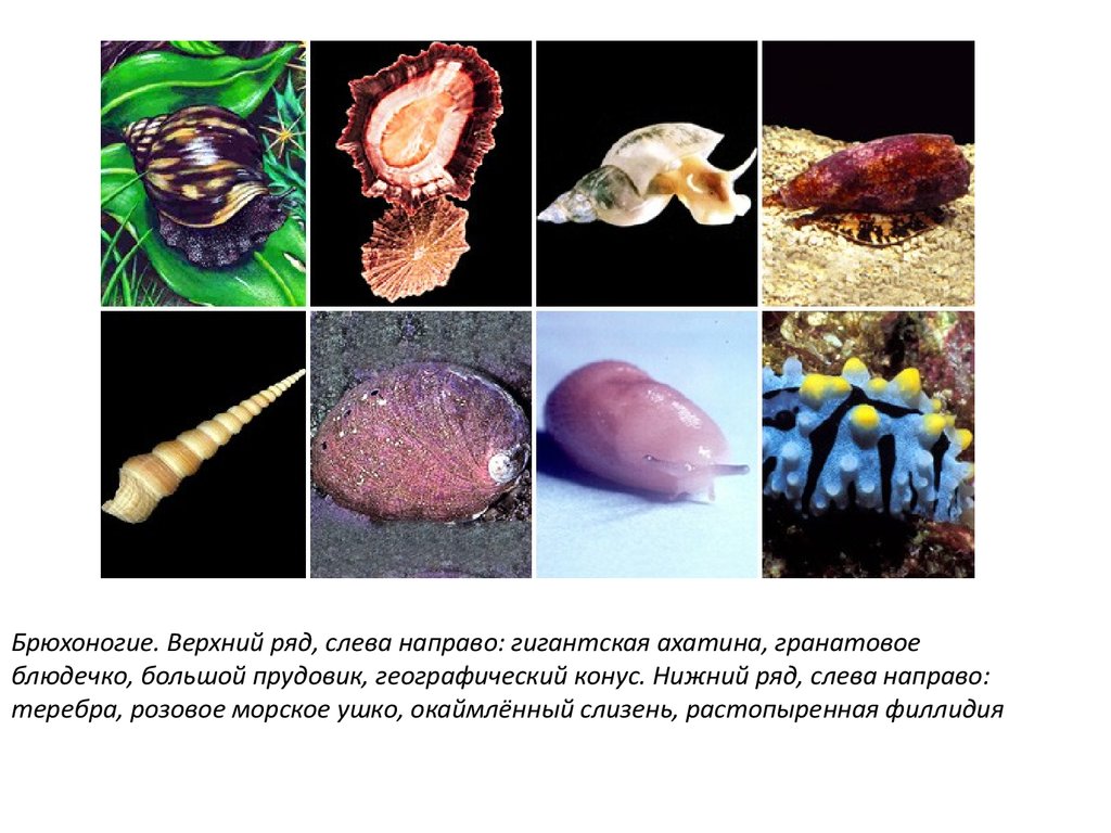 Приведите по три примера животных моллюски. Тип моллюски брюхоногие представители. Брюхоногие морские улитки. Брюховидные моллюски. Брюхоногие моллюски паразиты.