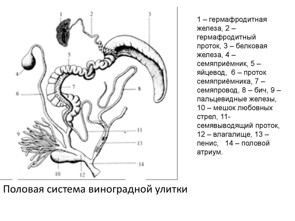 Железа моллюсков. Половая система виноградной улитки. Улитка Виноградная строение половой системы. Выделительная система виноградной улитки. Моллюски половая система.