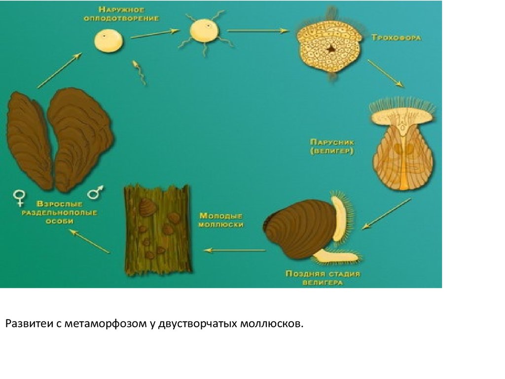 Размножение моллюсков. Класс двустворчатые цикл развития. Цикл развития беззубки схема. Двустворчатые моллюски цикл развития. Цикл развития двустворчатых моллюсков схема.