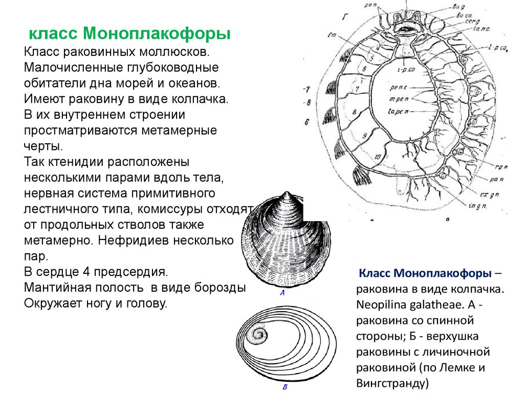 Ктенидии у моллюсков. Polyplacophora схема внутренней организации. Внутреннее строение Хитона ктенидии. Метамерную раковину имеют моллюски.