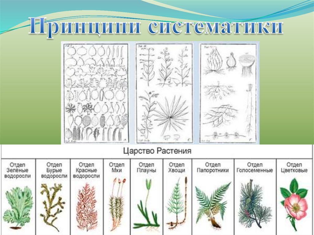 Какие существуют отделы растений. Отделы растений. Основные отделы растений. Отделы растений таблица. Названия отделов растений.