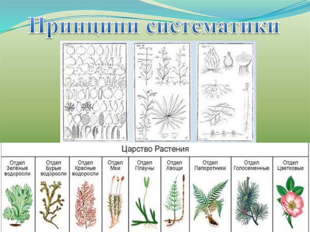 Отдел растений примеры. Отделы растений. Основные отделы растений. Отделы растений таблица. Отделы растений схема.