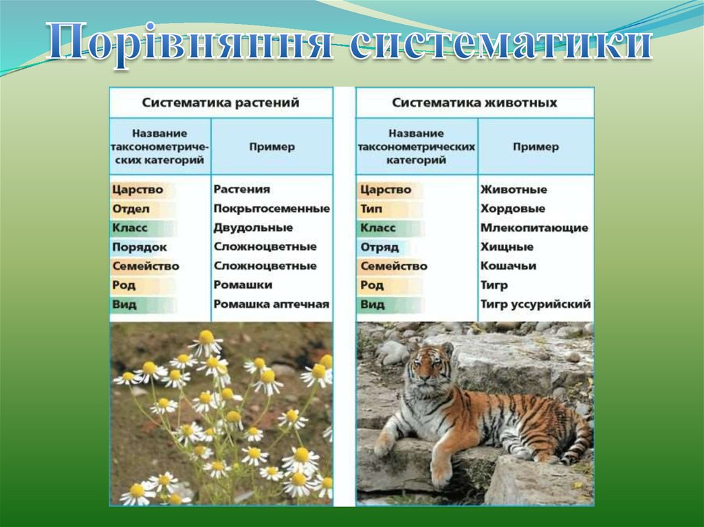 5 класс ознакомление с принципами систематики организмов. Систематика животных и растений таблица биология. Классификация растений и животных 5 класс биология. Классификация животных таксоны. Систематика растений и животных 11 класс.