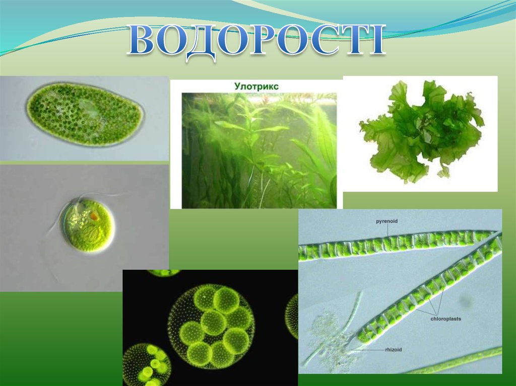 Многоклеточные водоросли состоят из большого числа. Ламинария и улотрикс. Презентация нитчатые зеленые водоросли. Улотрикс водоросль. Форма многоклеточные зелёные водоросли.