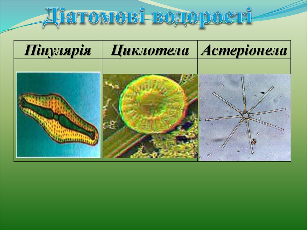Діатомові водорості