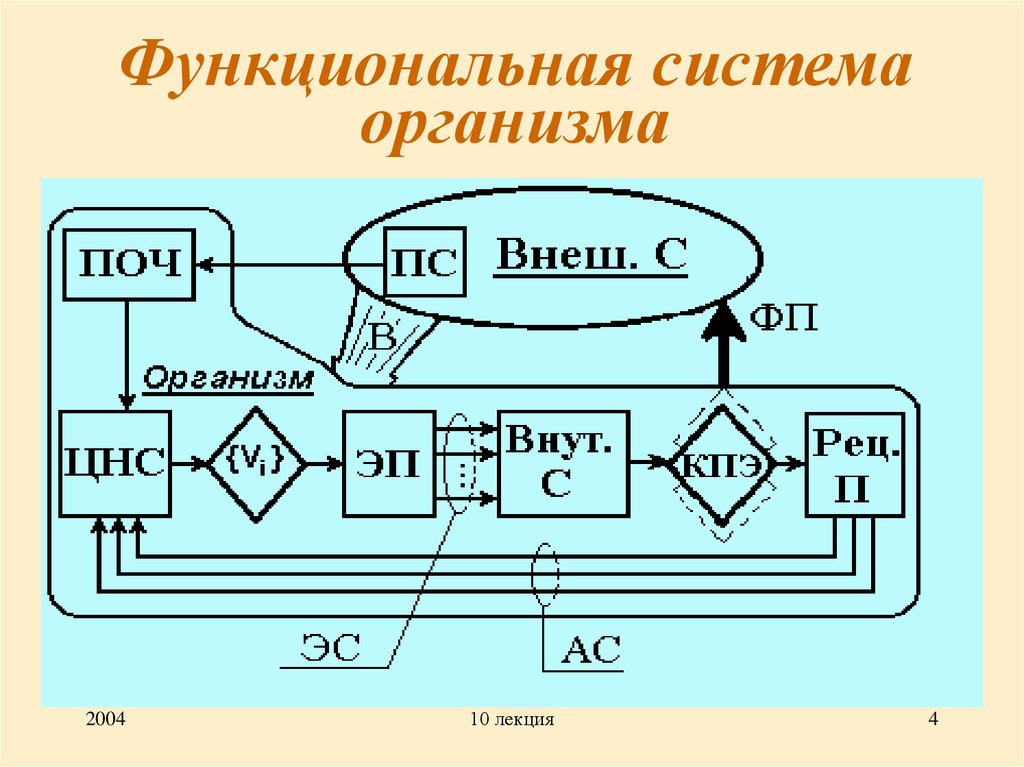 Функциональные основы систем организма. Функциональные системы организма. Функциональная система.