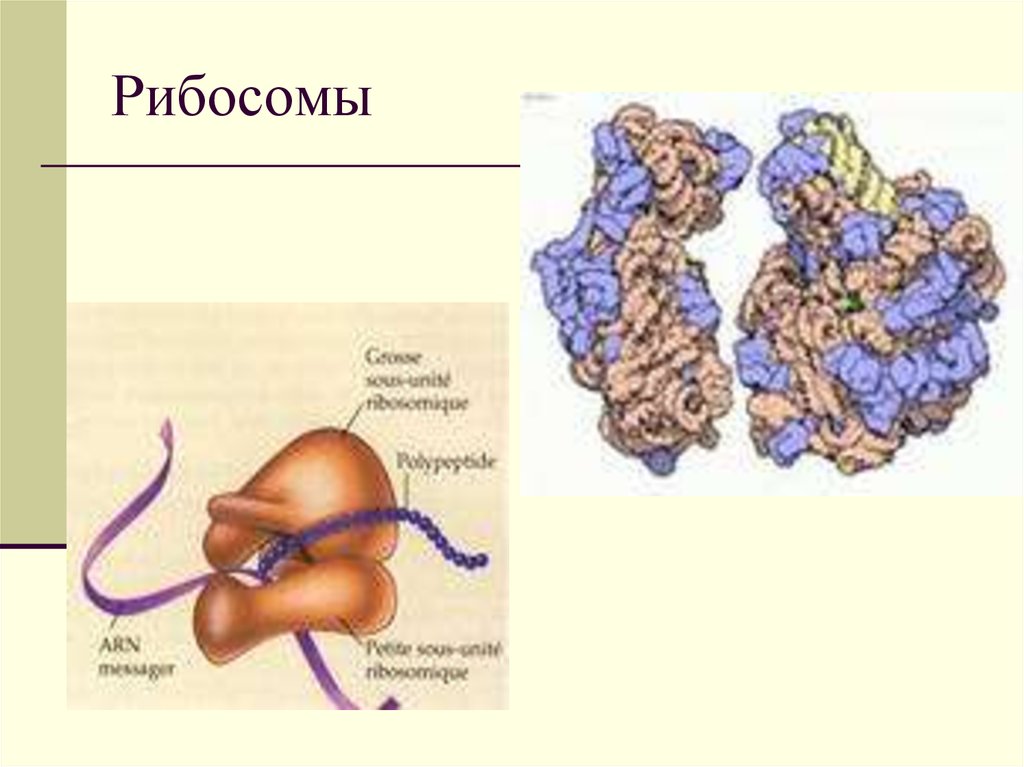 Рибосома строение. Рибосомы строение гистология. Строение рибосом цитология. Рибосомы рис гистология. Рибосомы цитология.