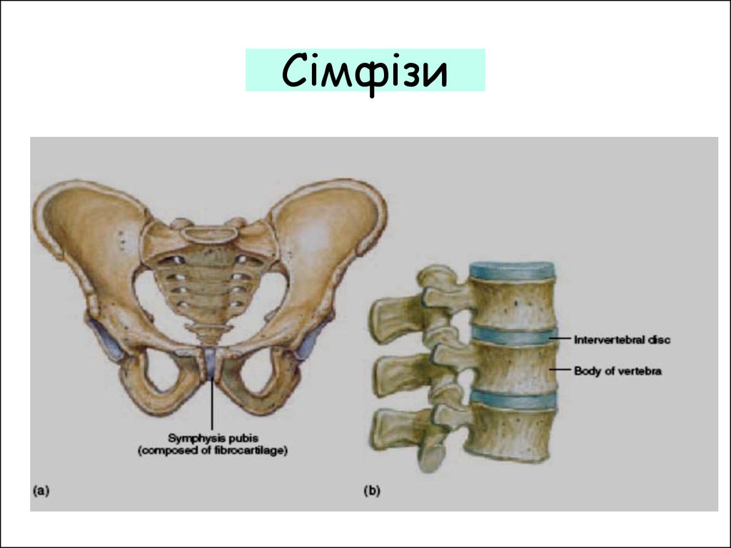 Симфиз это в анатомии