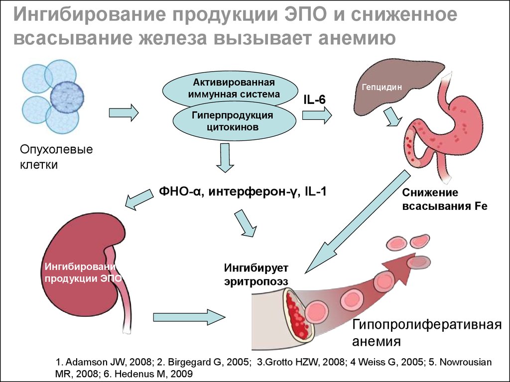 Гипоксия клеток. Снижает всасывание железа. Искусственный эритропоэтин. Эритропоэтин синтезируется в. Пониженное всасывание железа.