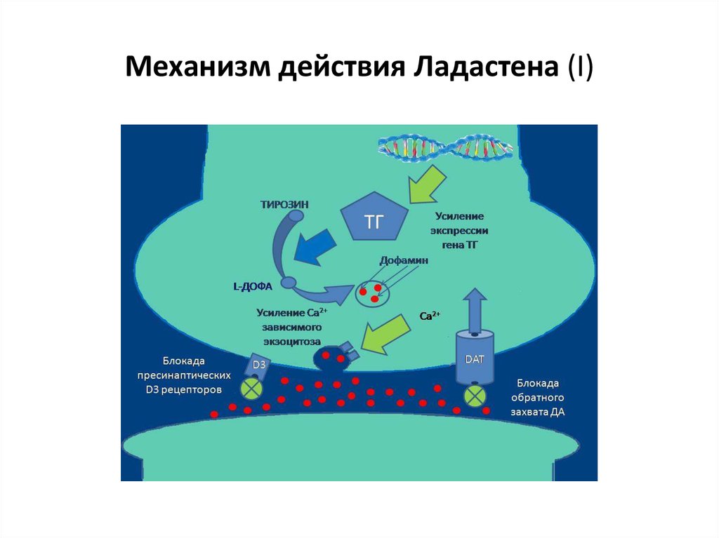 Механизм действия. Ладастен механизм действия. Механизм действия лития. Ладастен механизм действия фармакология. Литий механизм действия.