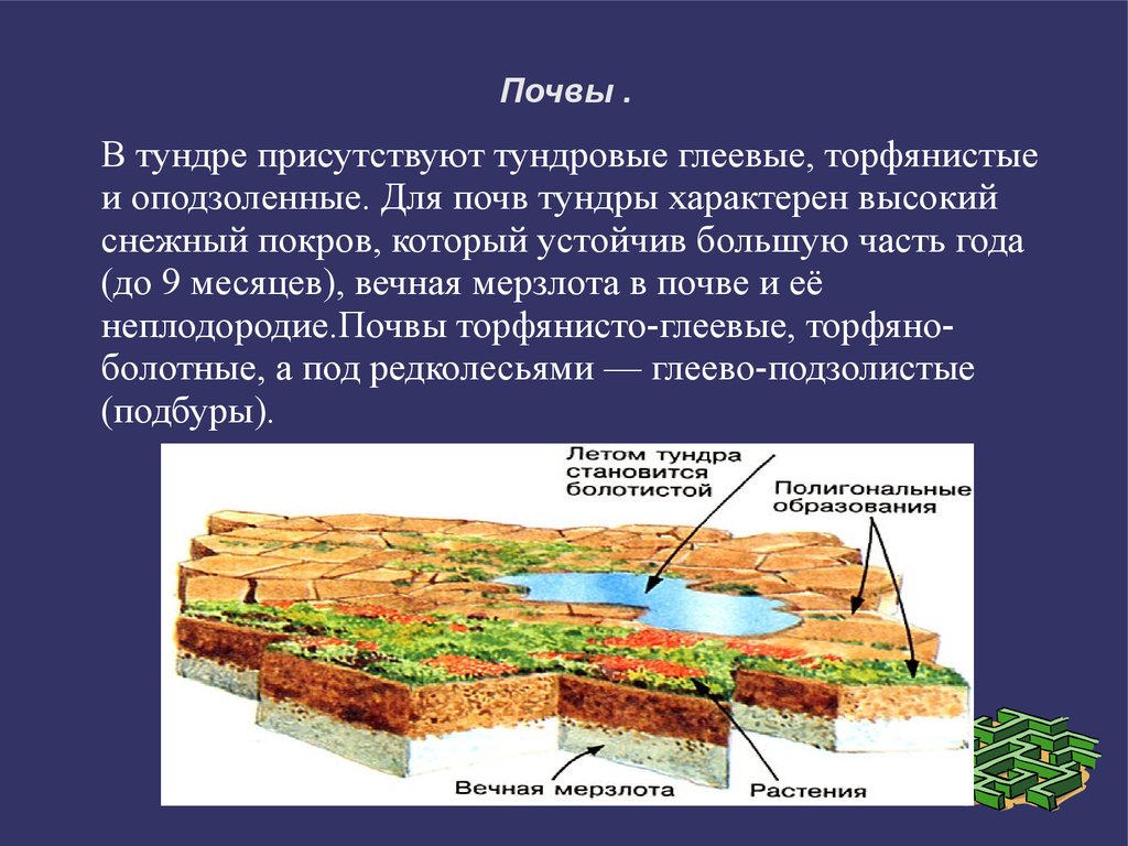 Для зоны тундр россии характерны. Тип почвы в тундре. Тип почвы в тундре и лесотундре в России. Почвы зоны тундры. Тип почвы лесотундры в России.