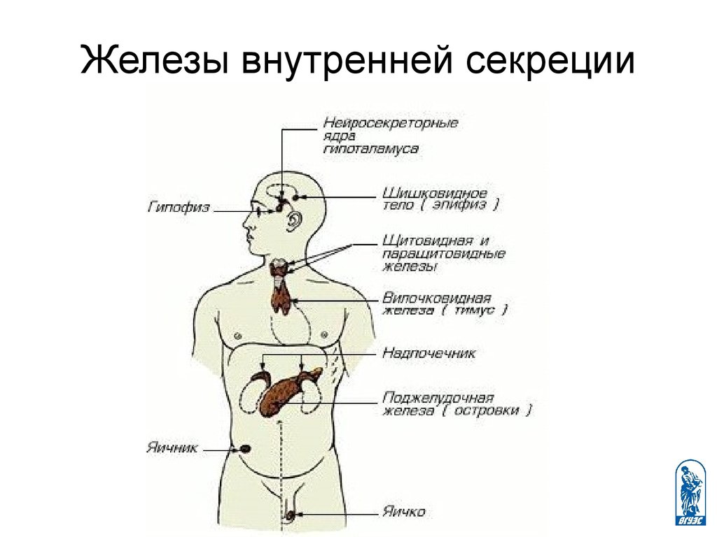 Железы внутренней и смешанной секреции рисунок