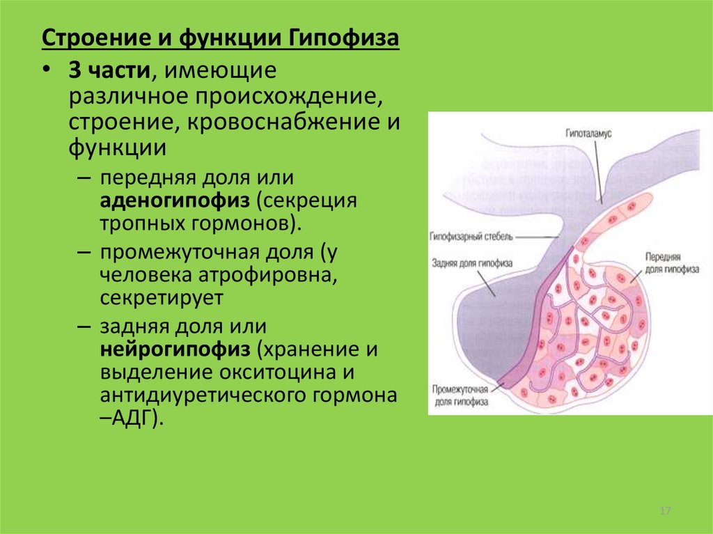 Гипофиз ткань. Гипофиз строение и функции. Гипофиз роль в организме.