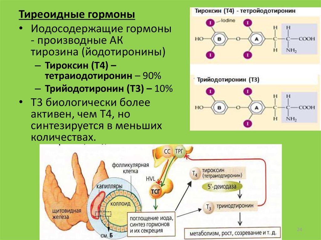 Синтез гормонов в организме. Механизм гормона т4. Т3 т4 гормоны клетки мишени. Синтез секреции тироксина. Вырабатывающая гормон — тироксин:.