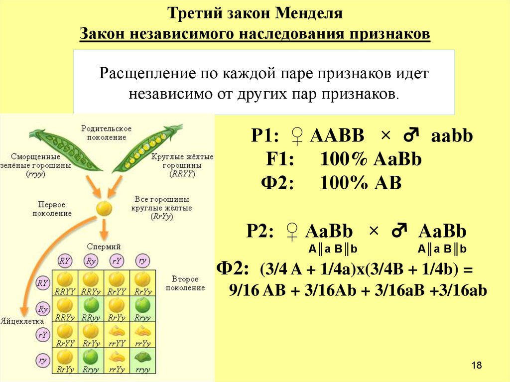 Второй закон г менделя закон расщепления