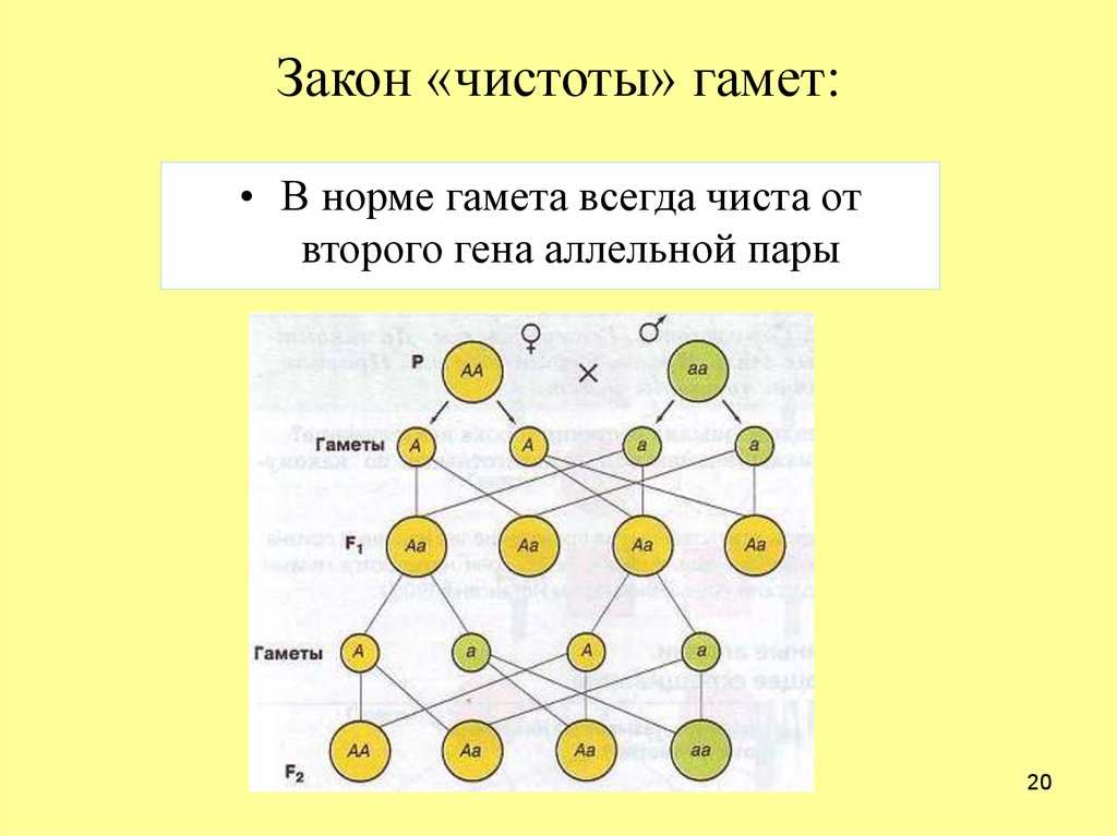 Закон частоты. Закон чистоты гамет схема. Закон чистоты гамет Менделя. Закон гипотезы чистоты гамет. Правило чистоты гамет пример.