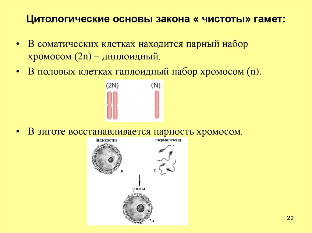 Закон чистоты гамет схема