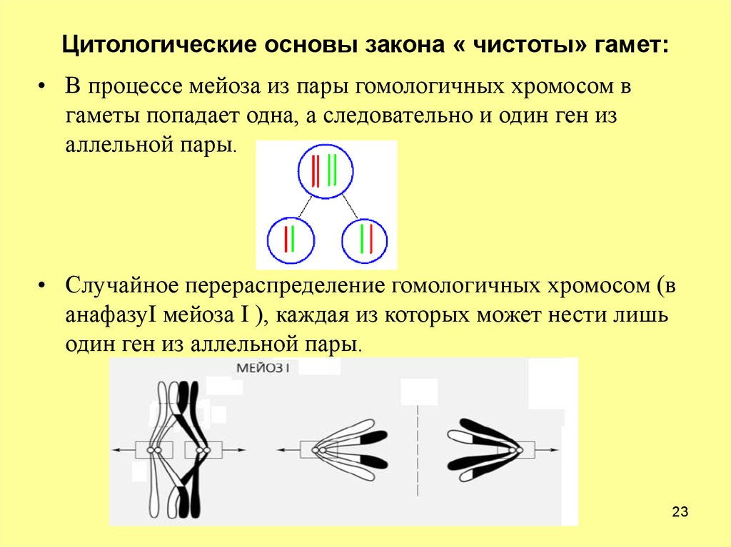 Мендель аллельные гены. Цитологическое обоснование закона чистоты гамет. Цитологические основы чистоты гамет. Цитологические основы правила чистоты гамет. Цитологическое обоснование гипотезы чистоты гамет.